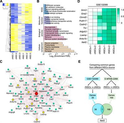 Neural Epidermal Growth Factor-Like Like Protein 2 Is Expressed in Human Oligodendroglial Cell Types